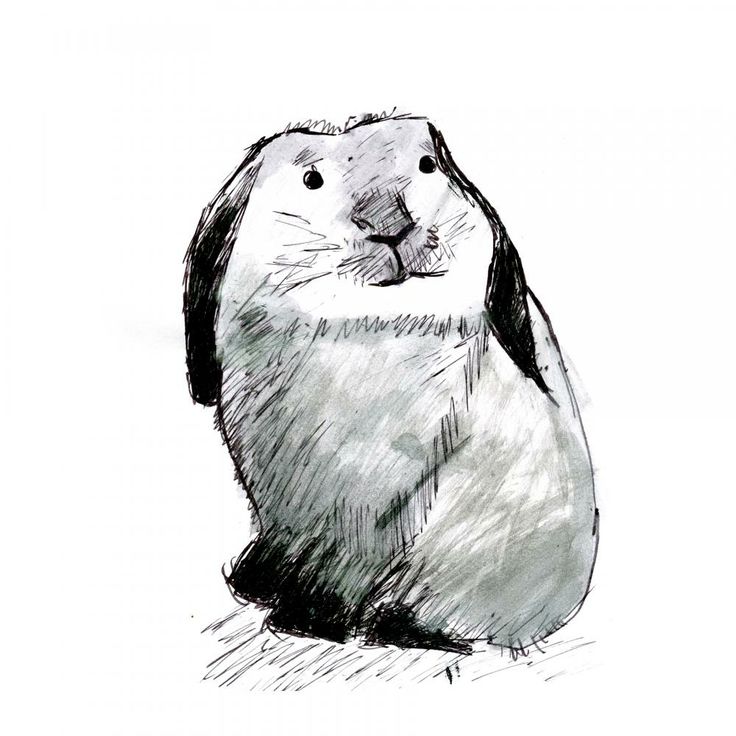 1000+ images about Bunny drawings | Bunny drawing, A ...