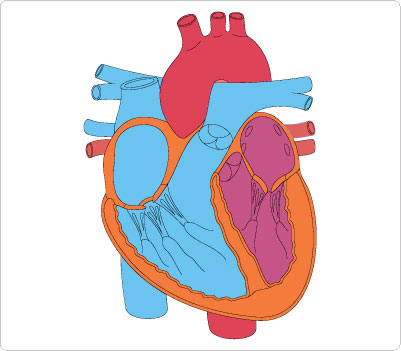 Heart Clip Art