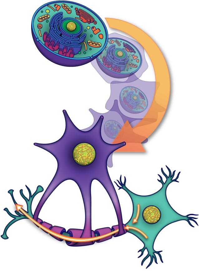 Neuron Cartoon - ClipArt Best