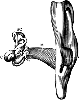 The Auditory Apparatus | ClipArt ETC