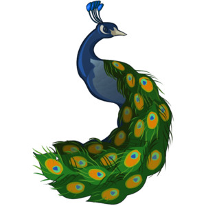 Drawing a Peacock Using Photoshop Illustrator | Clipping Path ...