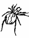 Spiders Coloring Pages