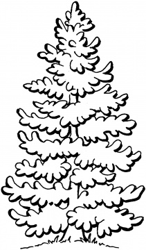 Pine Trees coloring pages | Super Coloring