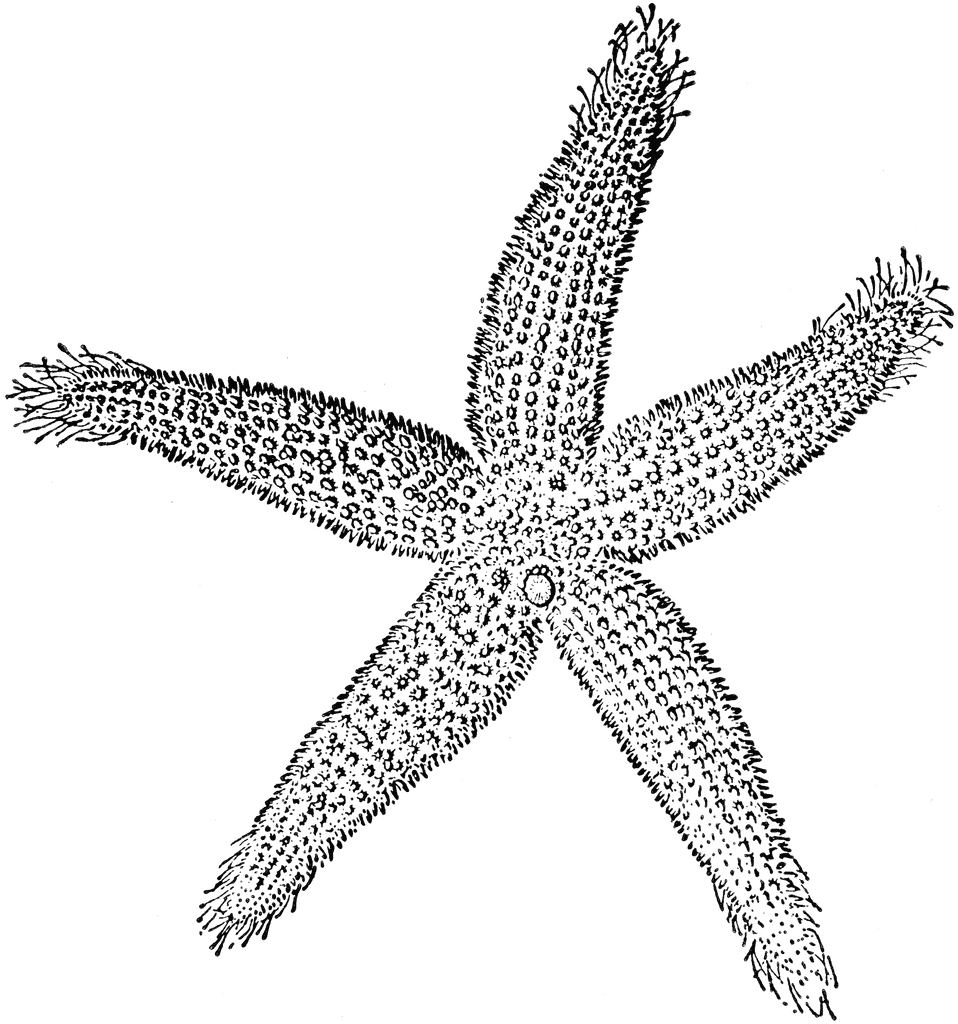 Starfish Clipart