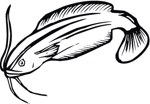 Coloring Page Catfish. catfish coloring page az coloring pages ...