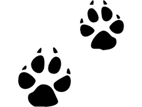 Animal Foot Print Cartoon - ClipArt Best