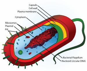 Bacteria Diagram Unlabeled & Multiple Choice Quiz On Bacterial ...