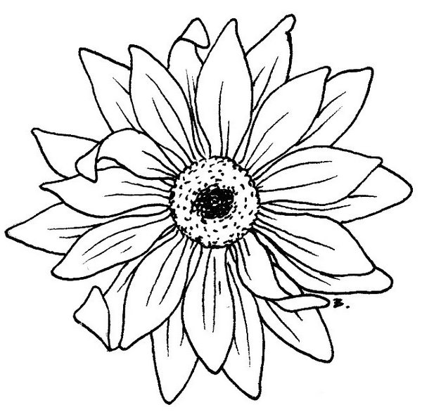 Black And White Sunflower Drawing - Free Clipart ...