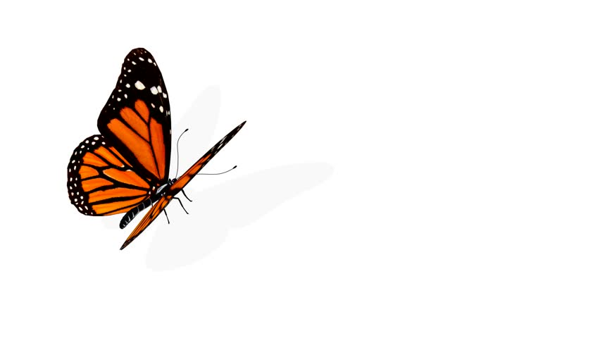 Animated Butterflies Flying Clipart Best