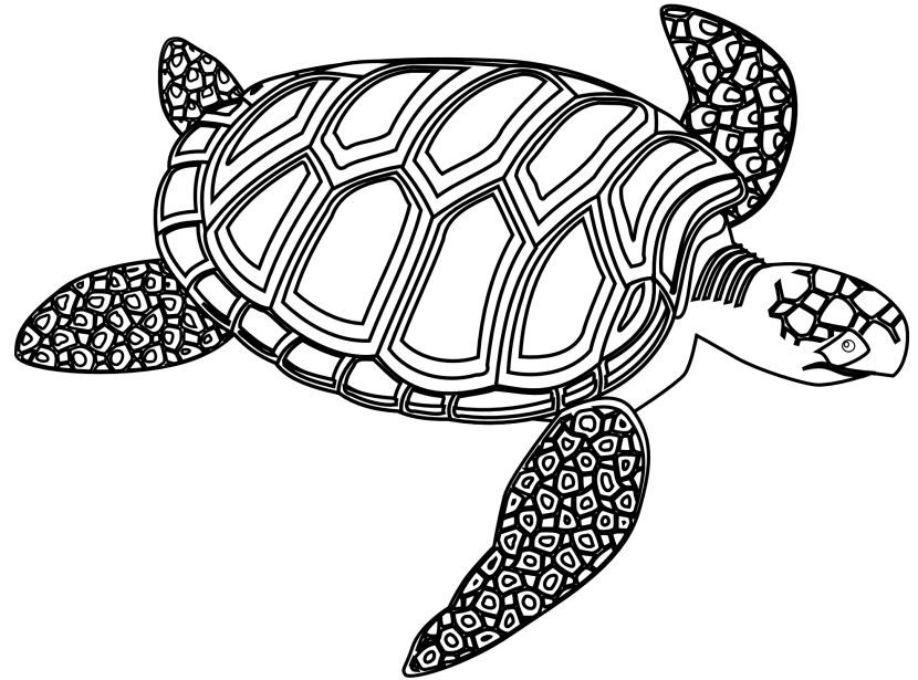 Best Turtle Clipart Black And White #12943 - Clipartion.com