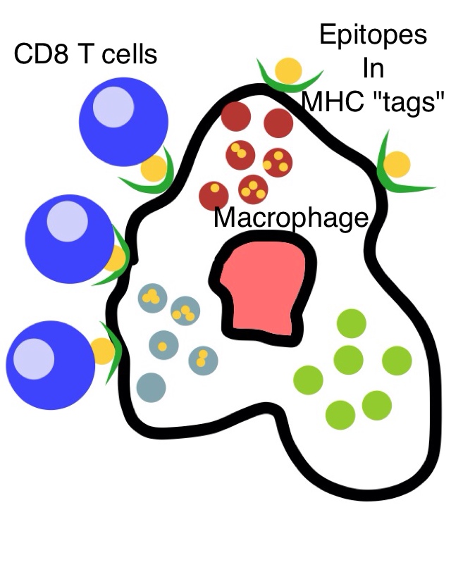 Gallery For > Macrophage Clipart