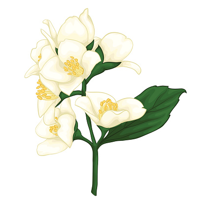 Jasmine Plant Drawings Clip Art, Vector Images & Illustrations ...