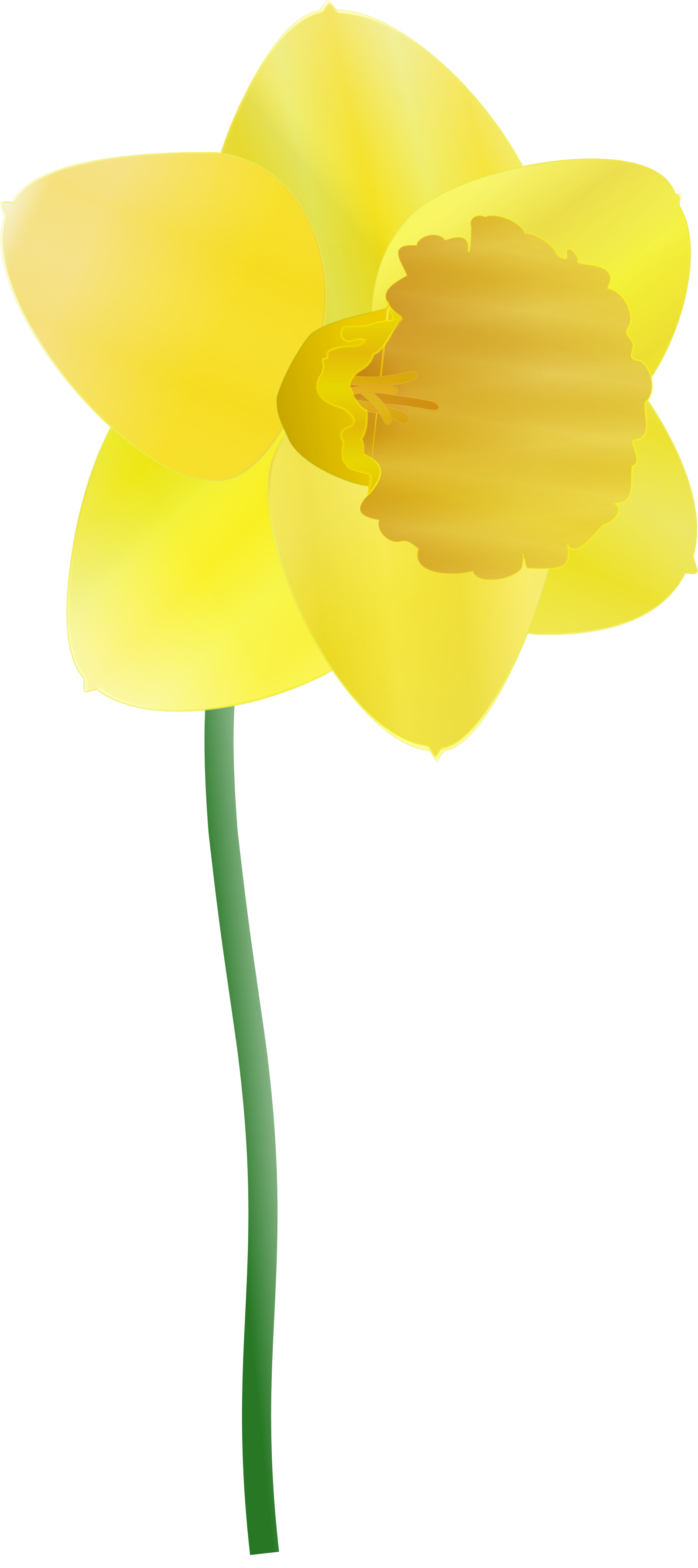 Daffodil clip art