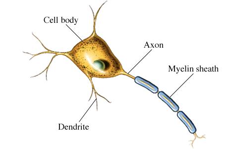 Neuron Picture - ClipArt Best