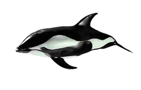 Hourglass dolphin - Free Clip Art - DK Books