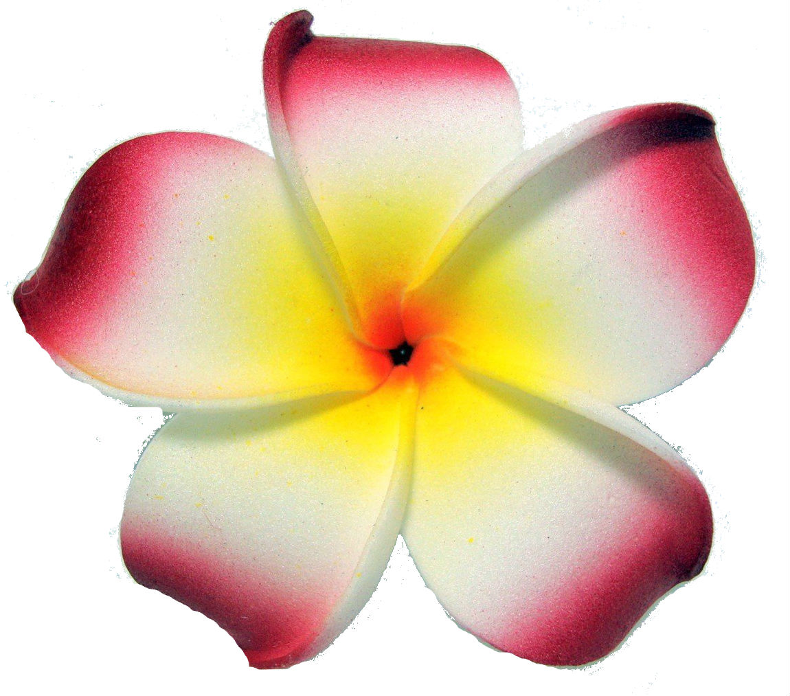 Plumeria Clip Art