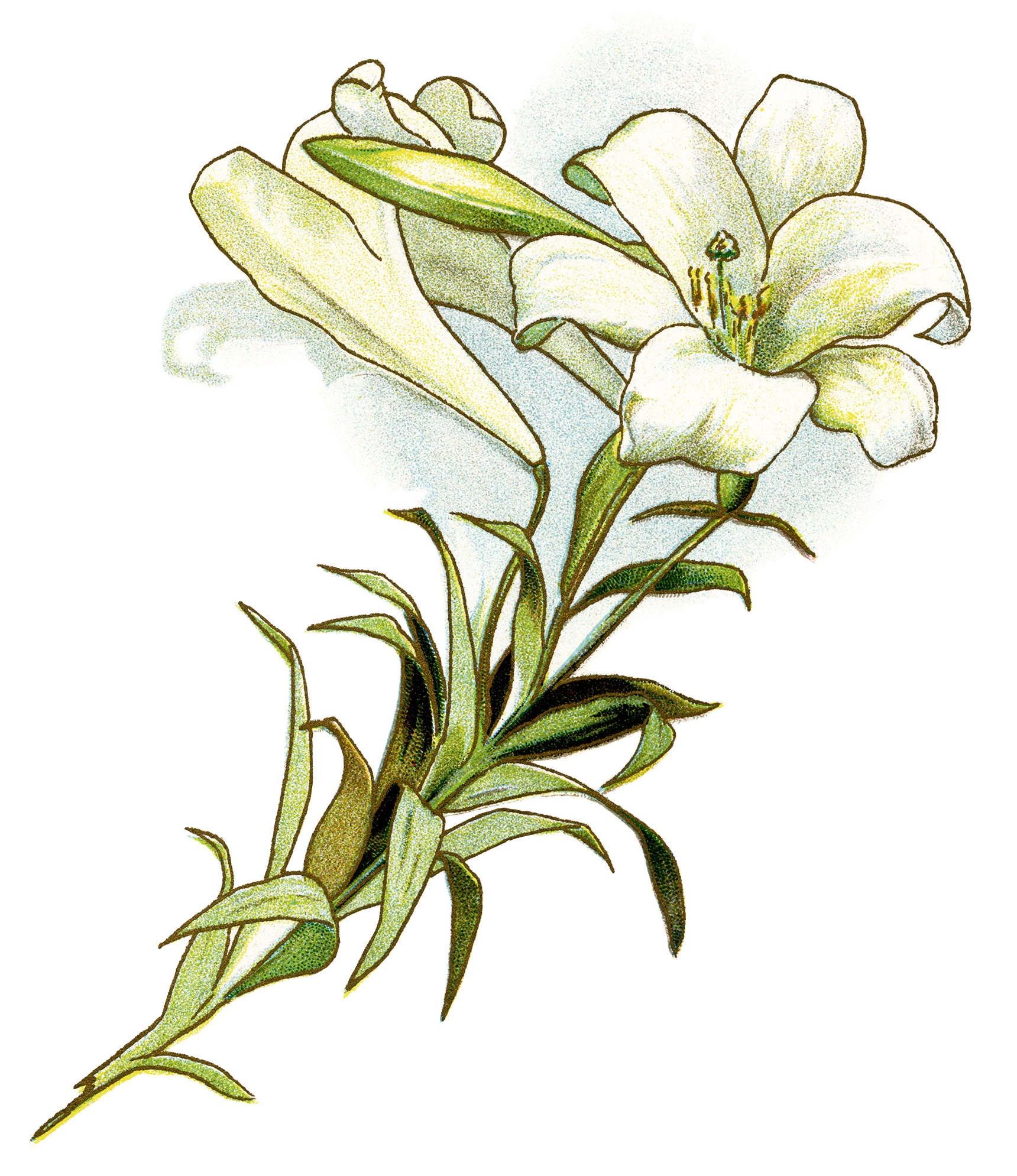 Free Easter Lily Clipart