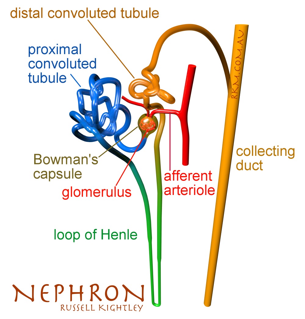 Honors Biology Per 6 11-12 Andrews: April 2012