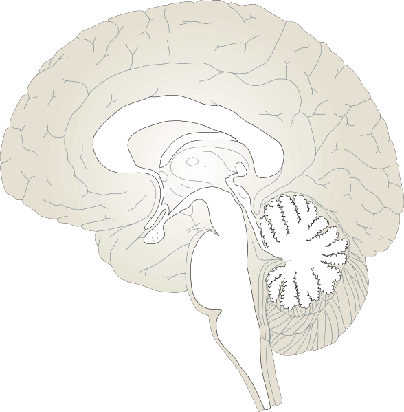 Brain Lateral View clip art - vector clip art online, royalty free ...