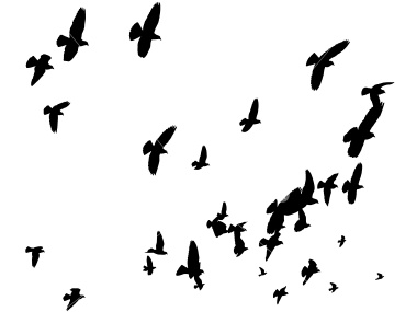 Free Vector Birds - ClipArt Best