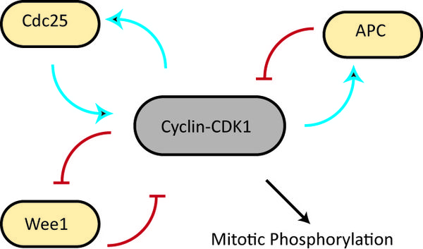 Biochemical switches in the cell cycle - Wikiwand