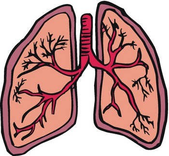 Respiratory Clipart | Free Download Clip Art | Free Clip Art | on ...