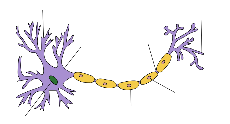 Neuron - Wikiwand