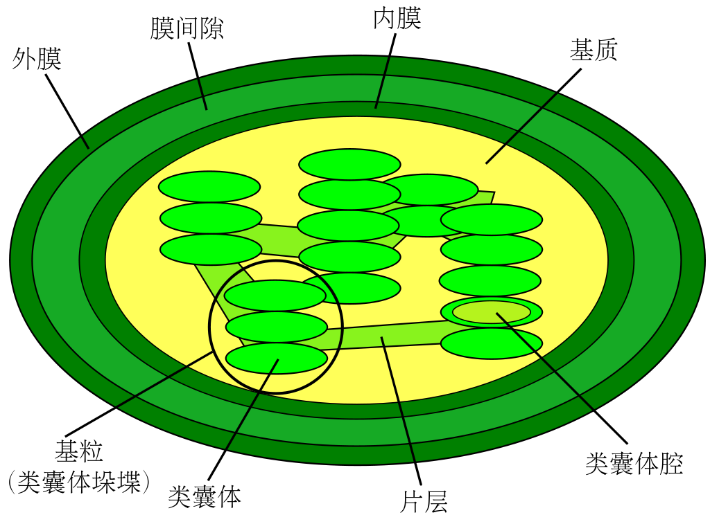 File:Chloroplast diagram (zh-cn).svg