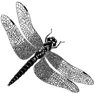 dragonfly 4 - public domain clip art image @ wpclipart.com - Polyvore