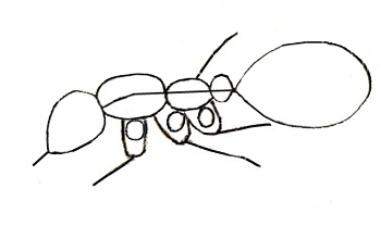 How to Draw an Ant - Draw Step by Step