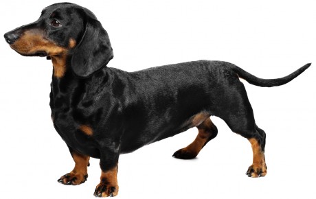 Dachshund Dog Breed Information, Pictures, Characteristics & Facts ...