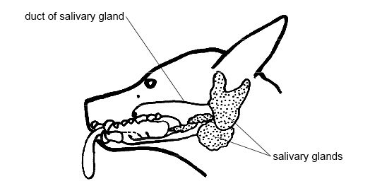 Anatomy and Physiology of Animals/The Gut and Digestion ...