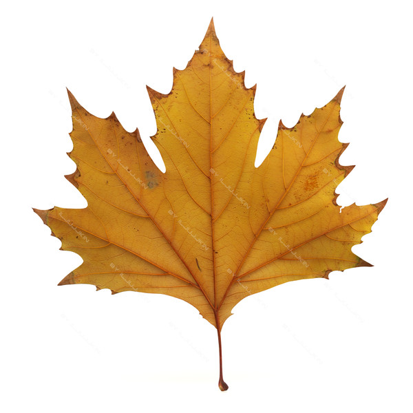 leaves maple leaf 3d model