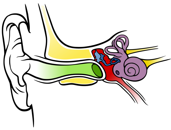 Anatomy of the Human Ear blank.svg