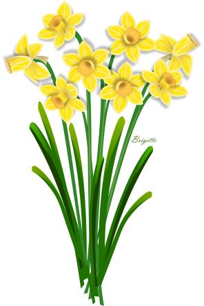 Clipart Daffodil by Brigitte