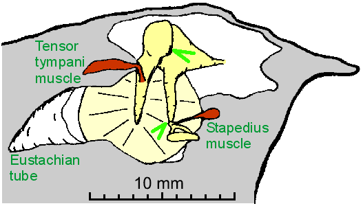 Structure and function of the middle ear (4 of 77)