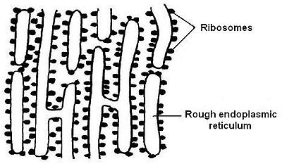 Anatomy and Physiology of Animals/The Cell - Wikibooks, open books ...