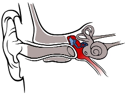 The middle ear - facts about the middle ear - hear-