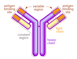 The Science Creative Quarterly » MUCOSAL IMMUNITY AND VACCINES