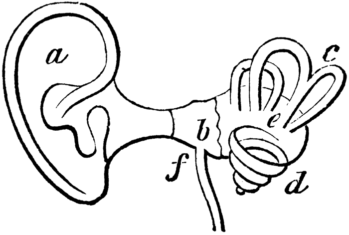 ear and inner ear | HEY, NEIGHBOURS...