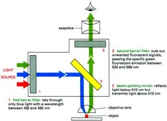 Light and Electron Microscopy flashcards