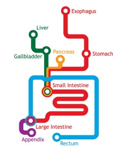 Intestines Clip Art.