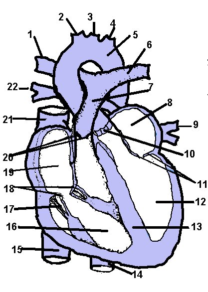 Heart Diagram