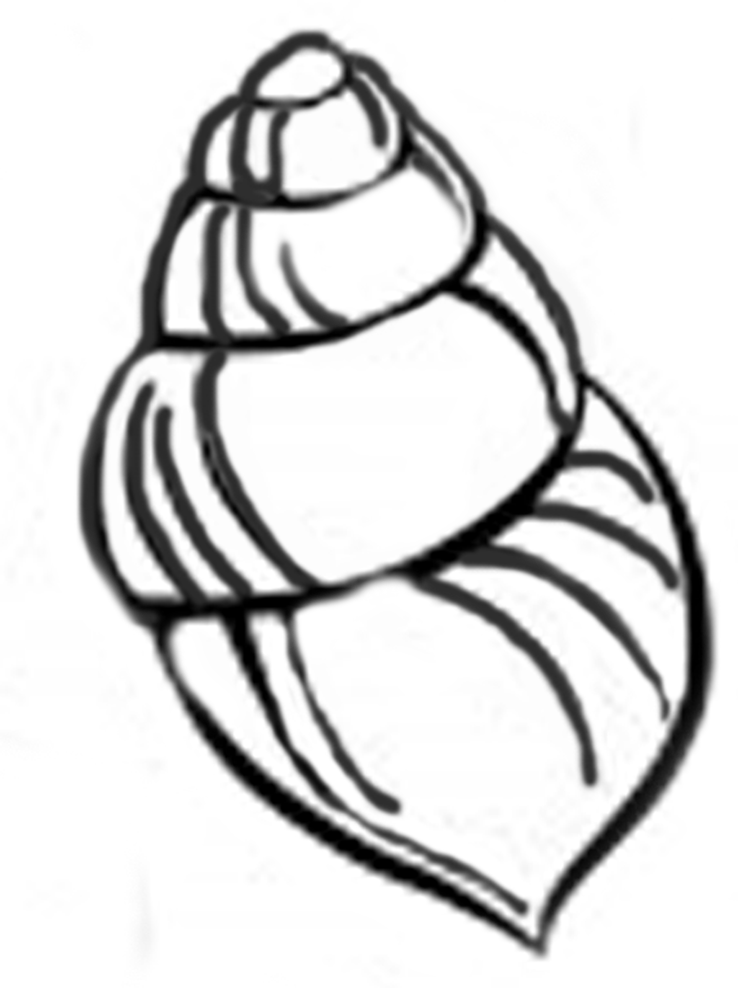 Seashell Drawings ClipArt Best