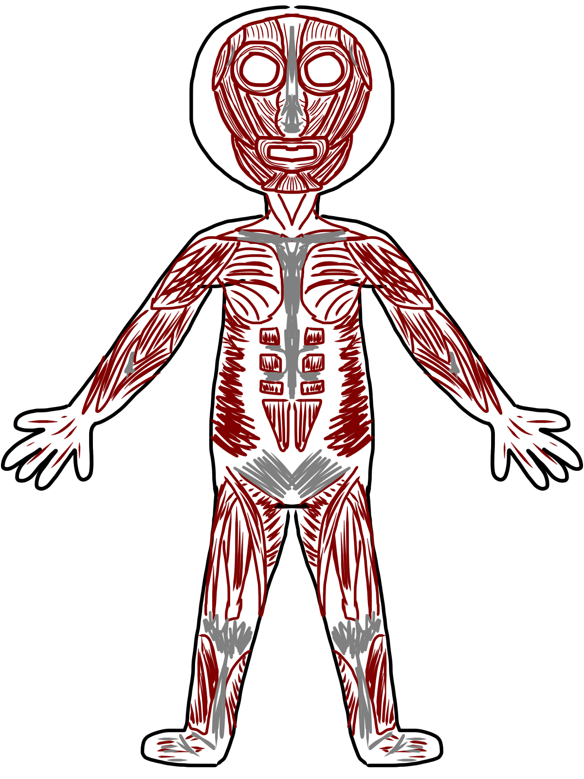 Clipart Body Systems - ClipArt Best