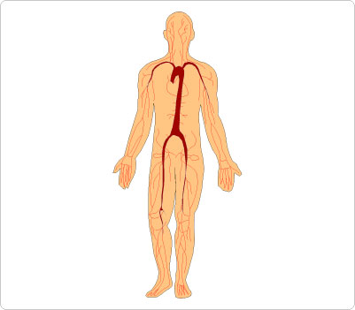 Clip art human body