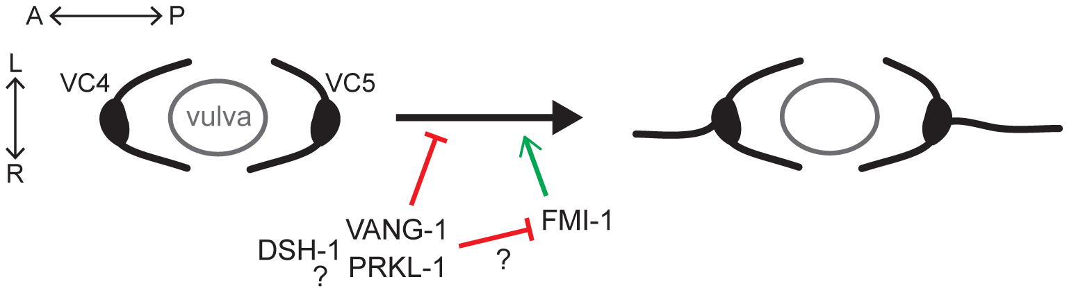 PLOS Genetics: VANG-1 and PRKL-1 Cooperate to Negatively Regulate ...