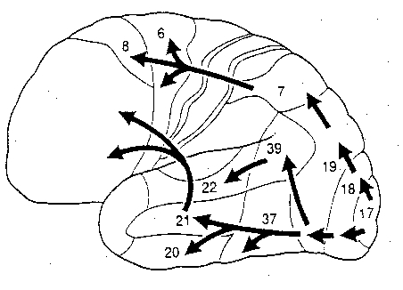 Brain Overview