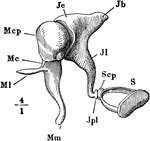 Human Sensory Systems | ClipArt ETC