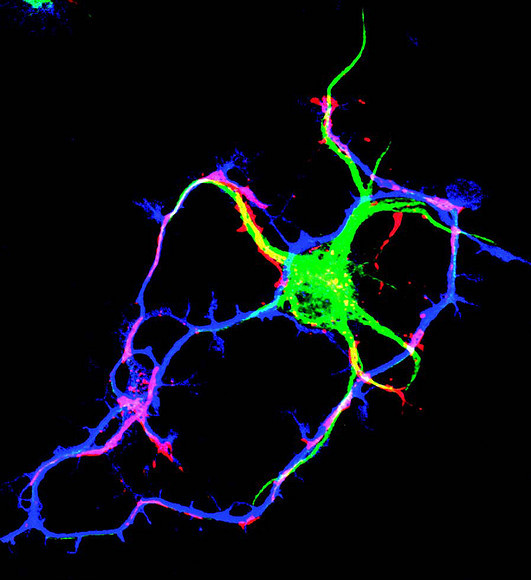 Energy on the Go: Fuelling the Neuron's High-Speed Trains